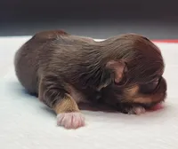 Choco, a female Yorkshire Terrier for sale in Los Angeles, CA – Photo 2 of 6