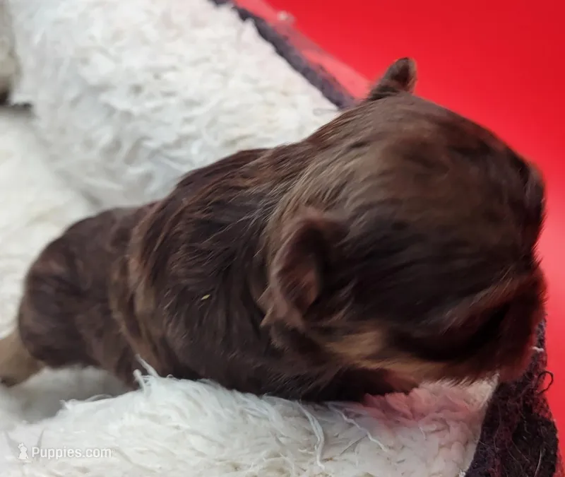Choco – Yorkshire Terrier puppy for sale in Los Angeles, CA