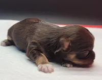 Choco, a female Yorkshire Terrier for sale in Los Angeles, CA – Photo 5 of 6