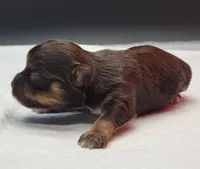 Choco, a female Yorkshire Terrier for sale in Los Angeles, CA – Photo 3 of 6