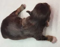 Choco, a female Yorkshire Terrier for sale in Los Angeles, CA – Photo 4 of 6