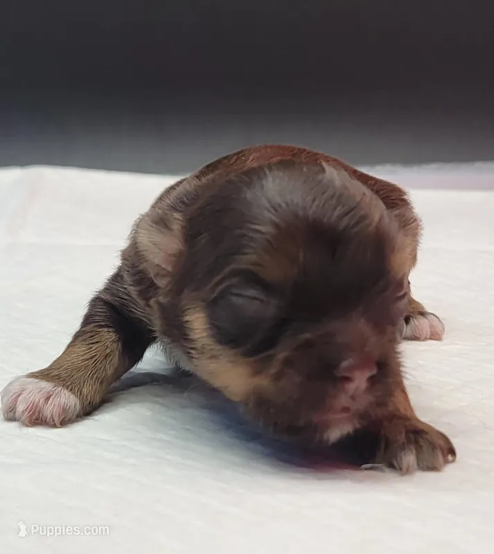 Choco – Yorkshire Terrier puppy for sale in Los Angeles, CA