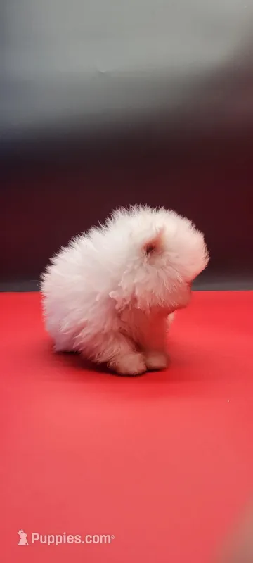 Hello Kitty, a female Pomeranian for sale in Los Angeles, CA – Photo 1 of 7