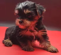 Kobe, a male Yorkshire Terrier for sale in Los Angeles, CA – 8 of 9
