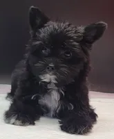 Blackie, a female Yorkshire Terrier for sale in Los Angeles, CA – 7 of 7