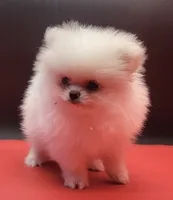 Blanco, a male Pomeranian for sale in Los Angeles, CA – 4 of 5