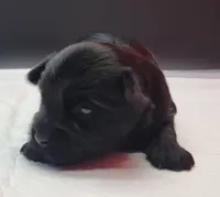 Blacky, a male Yorkshire Terrier for sale in Los Angeles, CA – Photo 2 of 4