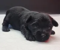 Blacky, a male Yorkshire Terrier for sale in Los Angeles, CA – Photo 3 of 4