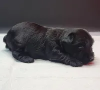 Blacky, a male Yorkshire Terrier for sale in Los Angeles, CA – Photo 4 of 4