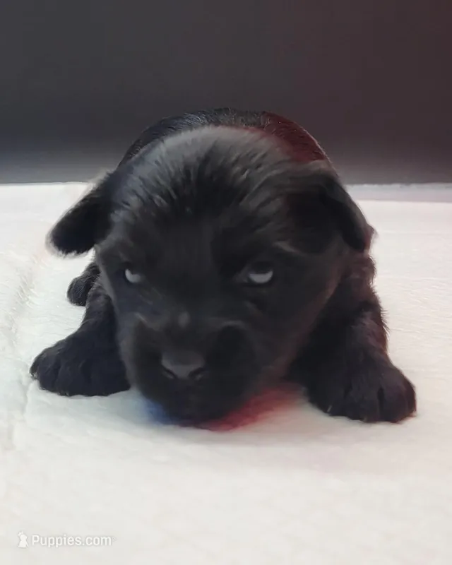 Blacky – Yorkshire Terrier puppy for sale in Los Angeles, CA