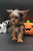 Mickey, a male Yorkshire Terrier for sale in Los Angeles, CA – 5 of 8