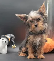 Mickey, a male Yorkshire Terrier for sale in Los Angeles, CA – 3 of 8