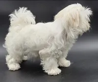 Lili, a female Maltese for sale in Los Angeles, CA – Photo 5 of 10