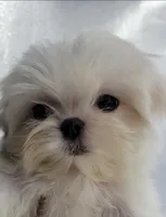 Lili, a female Maltese for sale in Los Angeles, CA – Photo 1 of 10