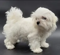 Lili, a female Maltese for sale in Los Angeles, CA – Photo 7 of 10