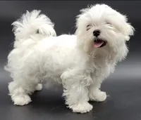 Lili, a female Maltese for sale in Los Angeles, CA – Photo 6 of 10