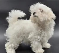 Lili, a female Maltese for sale in Los Angeles, CA – Photo 3 of 10