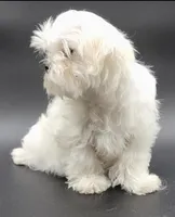 Lili, a female Maltese for sale in Los Angeles, CA – Photo 9 of 10