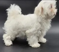 Lili, a female Maltese for sale in Los Angeles, CA – Photo 8 of 10