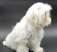 Lili, a female Maltese for sale in Los Angeles, CA – Photo 10 of 10