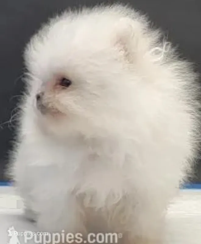 Chikis – Pomeranian puppy for sale in Los Angeles, CA