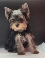 Rosie, a female Yorkshire Terrier for sale in Los Angeles, CA – 7 of 7