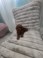 Ginger, a female Poodle - Toy  for sale in Los Angeles, CA – 3 of 3