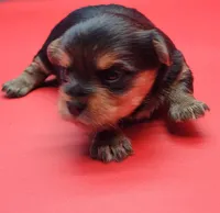 Cloe, a female Yorkshire Terrier for sale in Los Angeles, CA – Photo 3 of 6