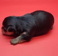 Cloe, a female Yorkshire Terrier for sale in Los Angeles, CA – Photo 4 of 6