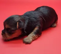 Cloe, a female Yorkshire Terrier for sale in Los Angeles, CA – Photo 6 of 6