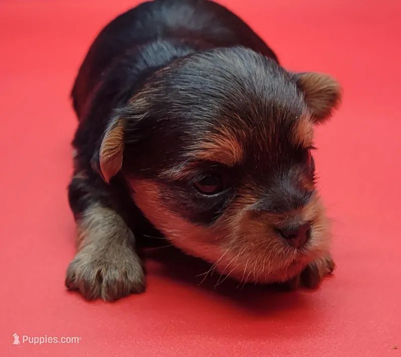 Cloe – Yorkshire Terrier puppy for sale in Los Angeles, CA