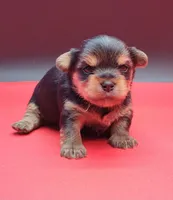 Cloe, a female Yorkshire Terrier for sale in Los Angeles, CA – Photo 2 of 6