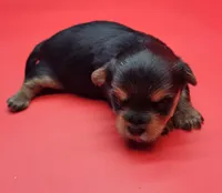 Cloe, a female Yorkshire Terrier for sale in Los Angeles, CA – Photo 5 of 6