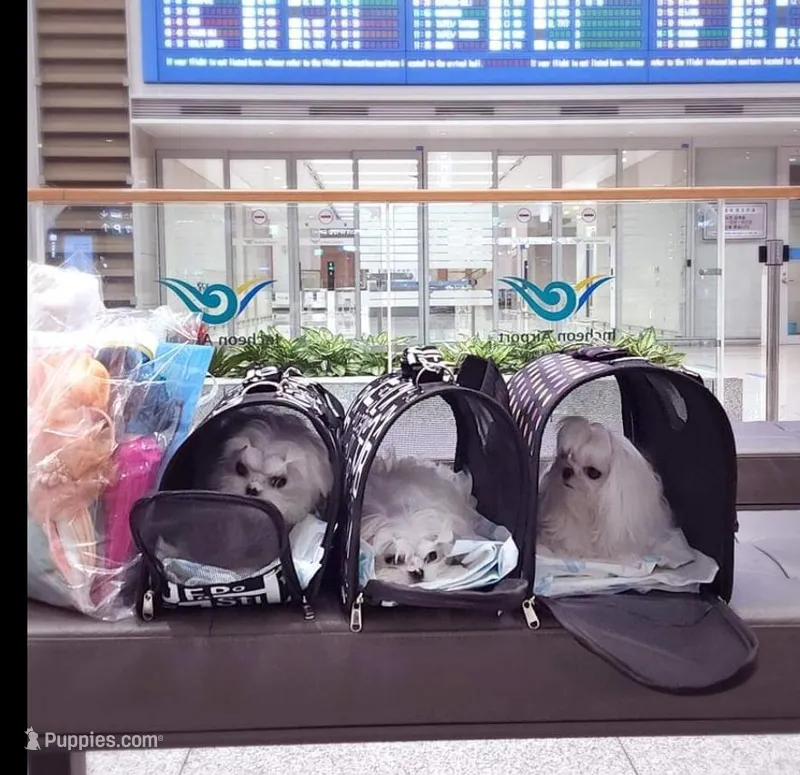 Sassy Luna Rina, a female Maltese for sale in Los Angeles, CA – Photo 1 of 2