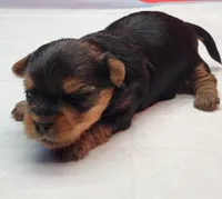 Rosie, a female Yorkshire Terrier for sale in Los Angeles, CA – Photo 3 of 3