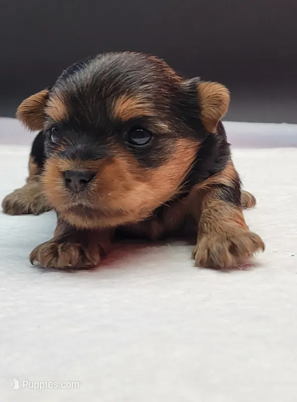 Rosie – Yorkshire Terrier puppy for sale in Los Angeles, CA