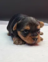 Rosie, a female Yorkshire Terrier for sale in Los Angeles, CA – Photo 2 of 3