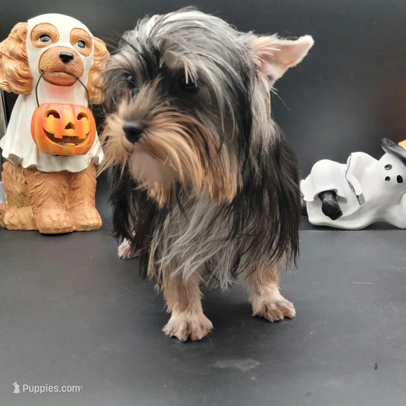 Kobe – Yorkshire Terrier puppy for sale in Los Angeles, CA
