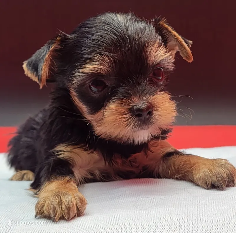Daisy – Yorkshire Terrier puppy for sale in Los Angeles, CA