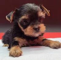 Daisy, a female Yorkshire Terrier for sale in Los Angeles, CA – 1 of 4