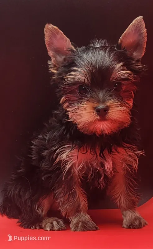 Princess – Yorkshire Terrier puppy for sale in Los Angeles, CA