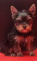 Princess, a female Yorkshire Terrier for sale in Los Angeles, CA – 1 of 2