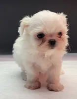 Chanel, a female Maltese for sale in Los Angeles, CA – 3 of 7