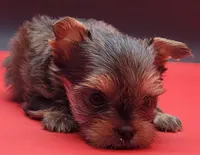 Cindy, a female Yorkshire Terrier for sale in Los Angeles, CA – 3 of 5