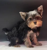 Bella, a female Yorkshire Terrier for sale in Los Angeles, CA – 7 of 7