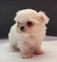 Chanel, a female Maltese for sale in Los Angeles, CA – 7 of 7