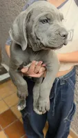 Debo, a male Cane Corso for sale in Los Angeles, CA – 1 of 3