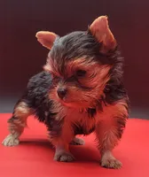Mickey, a male Yorkshire Terrier for sale in Los Angeles, CA – 2 of 5