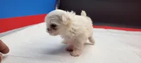Sassy, a female Maltese for sale in Los Angeles, CA – 7 of 8