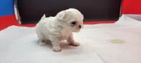 Sassy, a female Maltese for sale in Los Angeles, CA – 4 of 8
